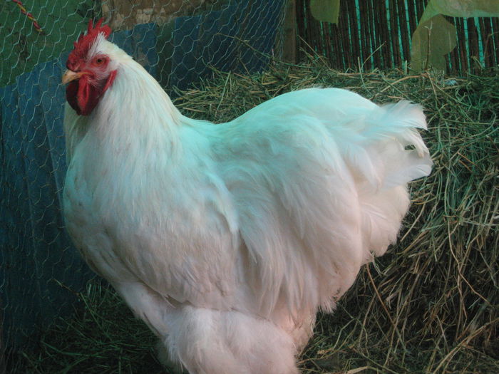 026 - cocos cochi alb
