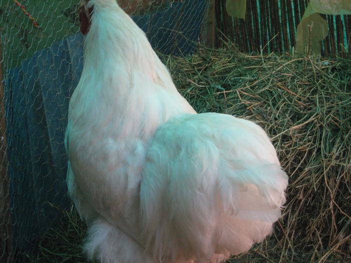 027 - cocos cochi alb
