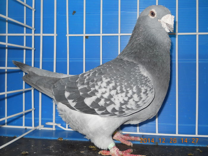 DSCN3359-M-2012 - PORUMBEI 2013-2014-MASCULI_ 1
