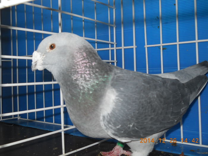 DSCN3372-M-2010 - PORUMBEI 2013-2014-MASCULI_ 1