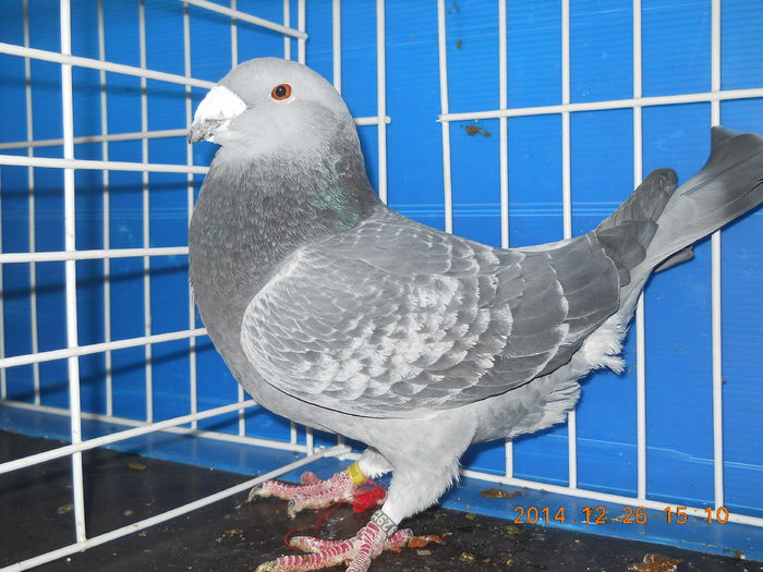 DSCN3402-M-2014 - PORUMBEI 2013-2014-MASCULI_ 1