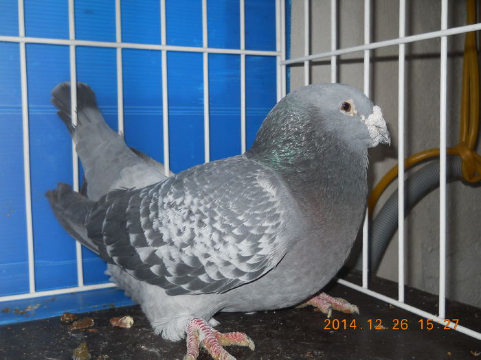 DSCN3421-M-2010 - PORUMBEI 2013-2014-MASCULI_ 1