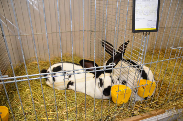 DSC_1743 - 1 EXPOZITIA WELS - NATIONALA AUSTRIEI 2014