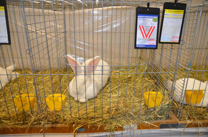 DSC_1782 - 1 EXPOZITIA WELS - NATIONALA AUSTRIEI 2014