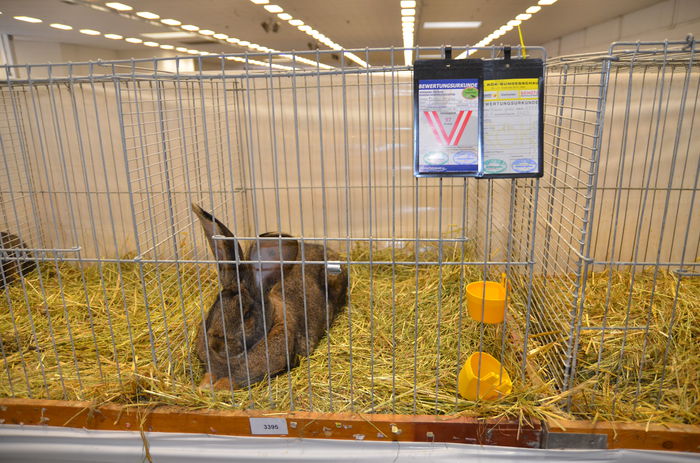 DSC_1784 - 1 EXPOZITIA WELS - NATIONALA AUSTRIEI 2014