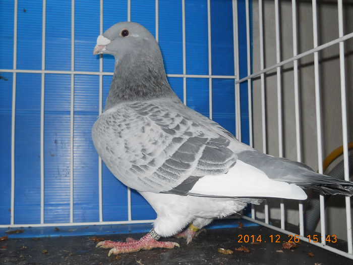 DSCN3441-M-2014 - PORUMBEI 2013-2014-MASCULI_ 1
