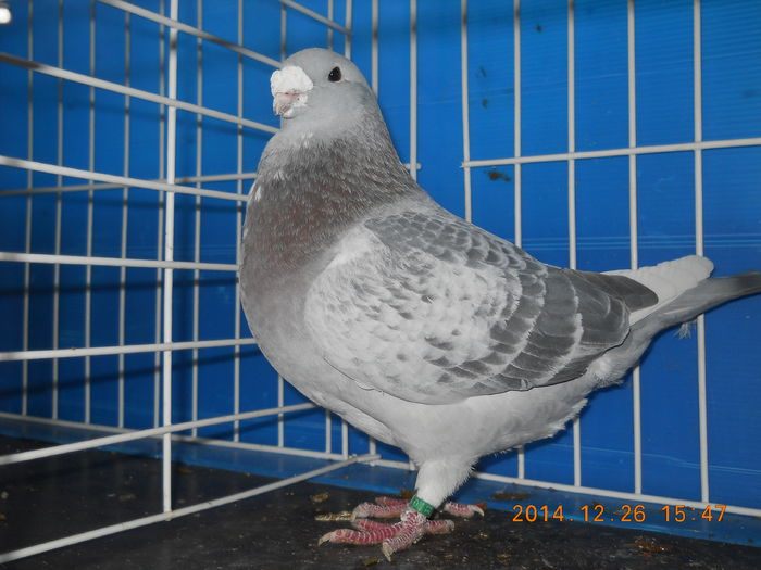 DSCN3446-M-2013 - PORUMBEI 2013-2014-MASCULI_ 1