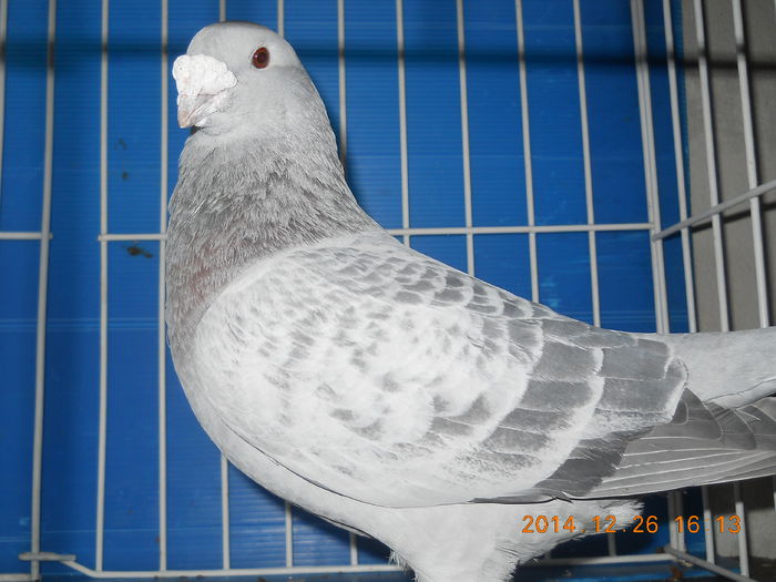 DSCN3463-M-2013 - PORUMBEI 2013-2014-MASCULI_ 1