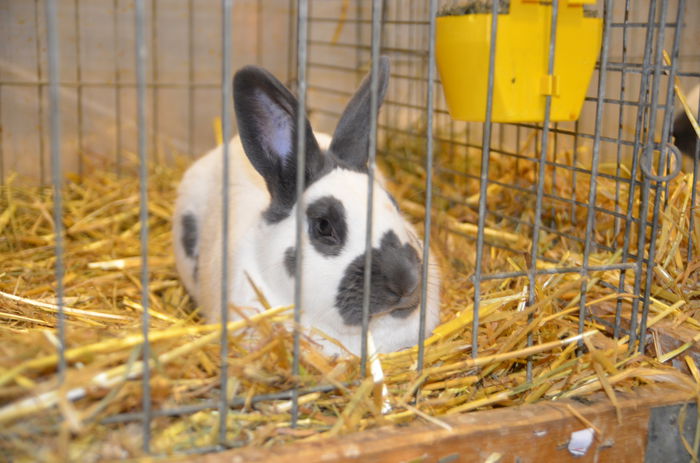 DSC_1797 - 1 EXPOZITIA WELS - NATIONALA AUSTRIEI 2014