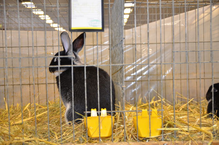 DSC_1799 - 1 EXPOZITIA WELS - NATIONALA AUSTRIEI 2014