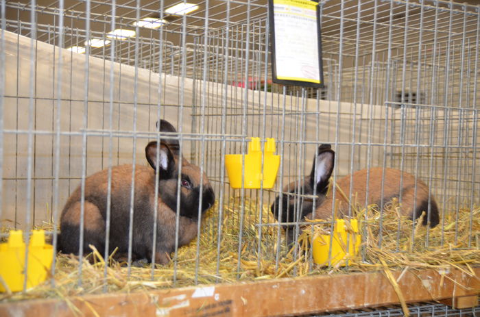 DSC_1801 - 1 EXPOZITIA WELS - NATIONALA AUSTRIEI 2014