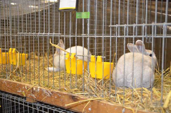 DSC_1812 - 1 EXPOZITIA WELS - NATIONALA AUSTRIEI 2014