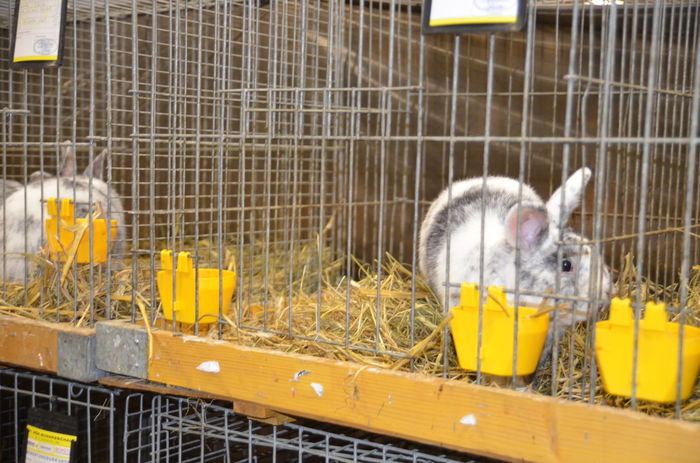 DSC_1814 - 1 EXPOZITIA WELS - NATIONALA AUSTRIEI 2014