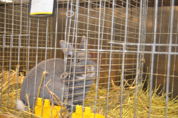 DSC_1815 - 1 EXPOZITIA WELS - NATIONALA AUSTRIEI 2014