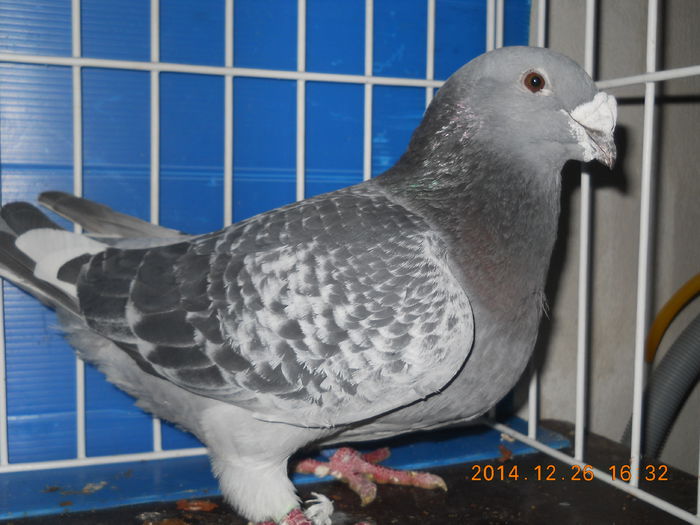 DSCN3480-M-2012 - PORUMBEI 2013-2014-MASCULI_ 1