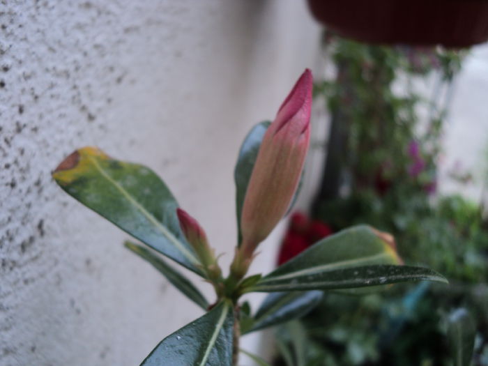 poze 2014 427 - ADENIUM