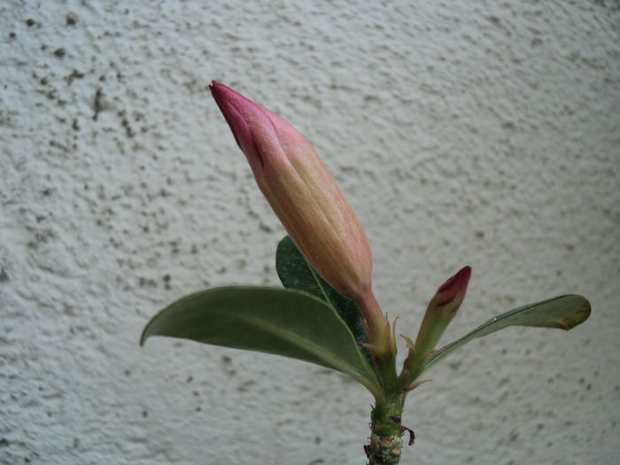 poze 2014 443 - ADENIUM