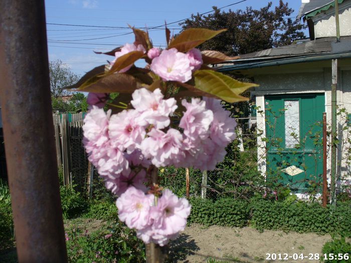 2012-04-28 15.56.144 - Altoire Cires japonez