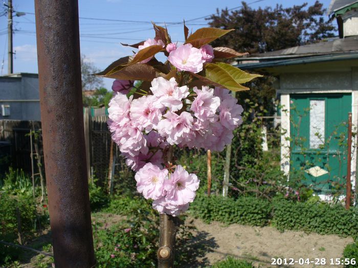 2012-04-28 15.56.185 - Altoire Cires japonez