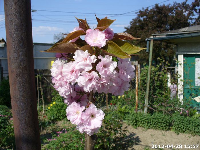 2012-04-28 15.57.106 - Altoire Cires japonez