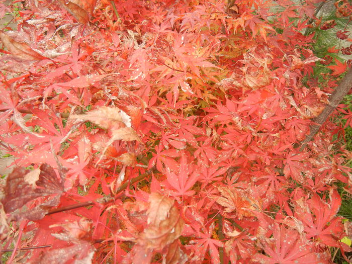 Autumn Colors (2014, November 09)