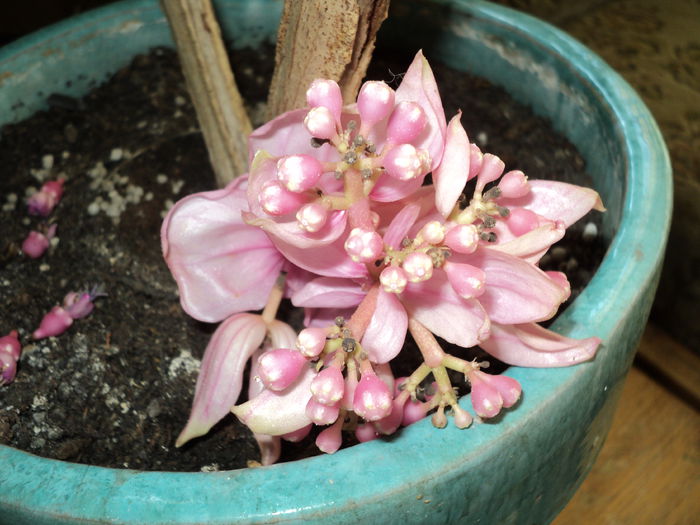 FOTO 2014 079 - MEDINILLA