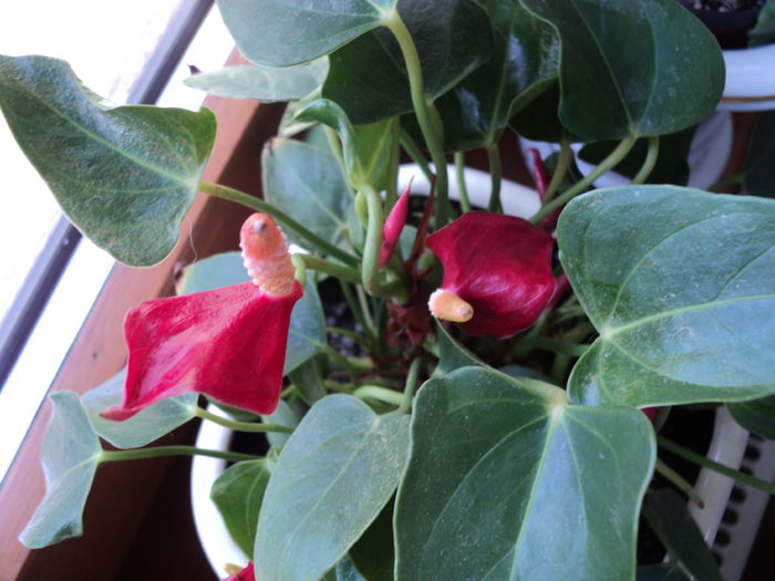 POZE 2014 007Un pitic harnic