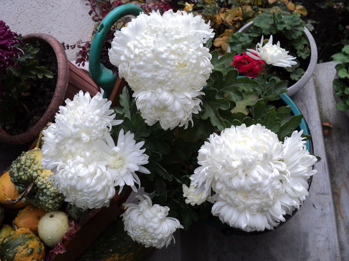 POZE 2014 018 - CRIZANTEME