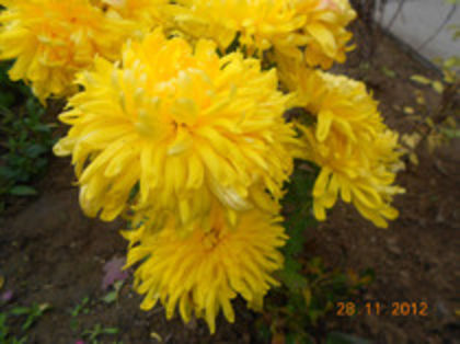 Galben imperial - Crizanteme 2014