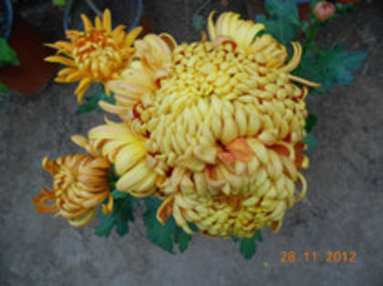 Portocaliu_pitic - Crizanteme 2014
