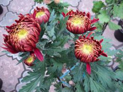 Rosu_mijloc galben - Crizanteme 2014