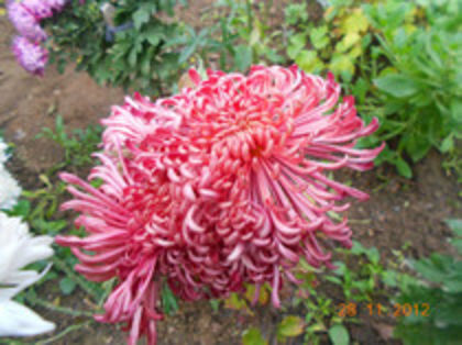 Spider_grena - Crizanteme 2014