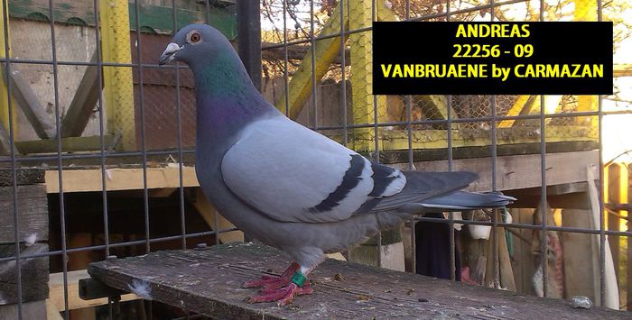 ANDREAS; VANBRUAENE BY CARMAZAN
