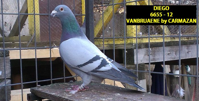 DIEGO; VANBRUAENE BY CARMAZAN
