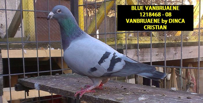 BLUE VANBRUAENE - 2 VANBRUAENE MARATHON COLLECTION - MALE
