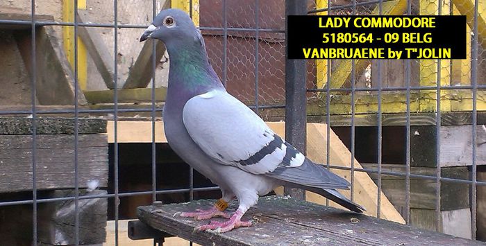 LADY COMMODORE - 3 VANBRUAENE MARATHON COLLECTION - FEMALE