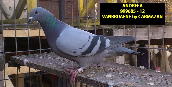 ANDREEA; VANBRUAENE BY CARMAZAN
