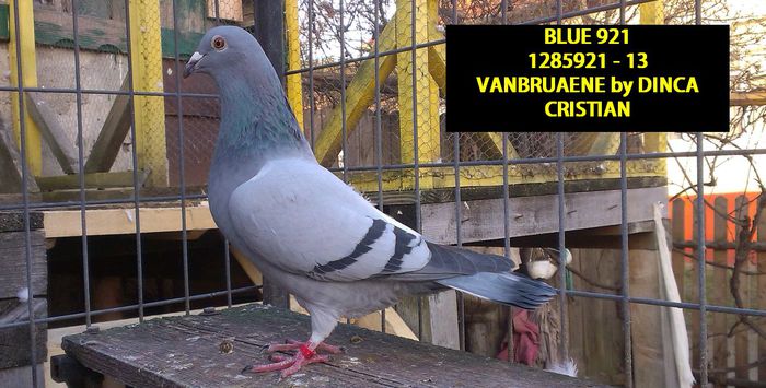 BLUE 921; VANBRUAENE BY DINCA CRISTIAN
