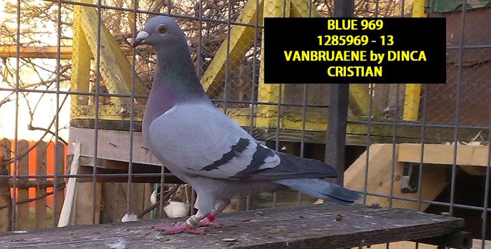 BLUE 969; VANBRUAENE BY DINCA CRISTIAN
