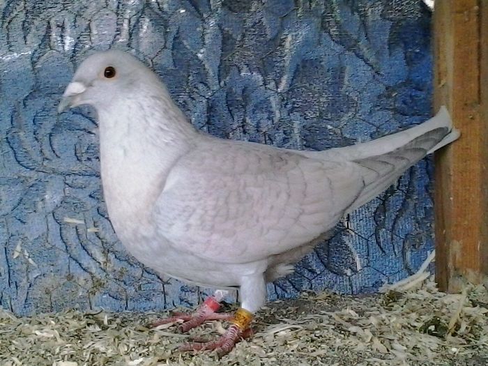  - FOTO PORUMBEI