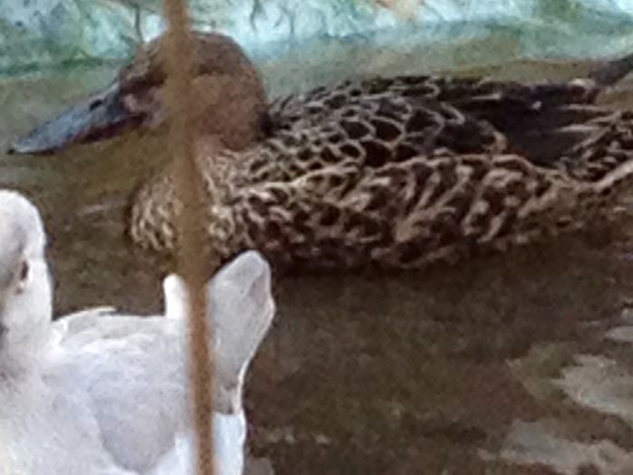 Femela - rata lingurar australian