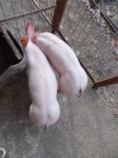 2luni-pietrain - Pietrain - achizite dec 2014
