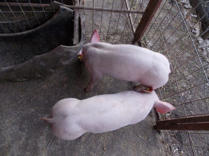 2luni-pietrain - Pietrain - achizite dec 2014