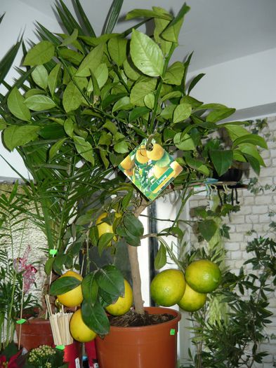 lamai la promotie 190ron-redus de la 250ron - Arbori si arbusti