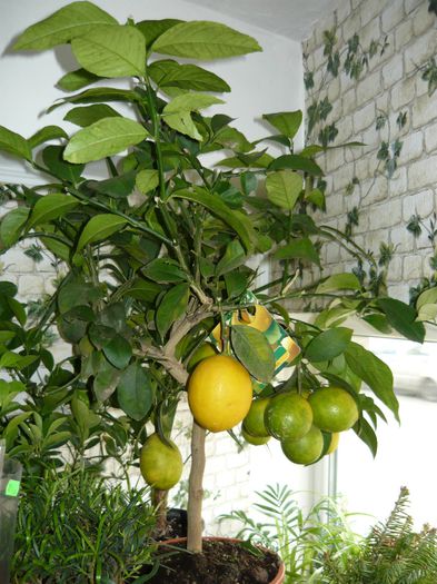 lamai la promotie 190ron-redus de la 250ron