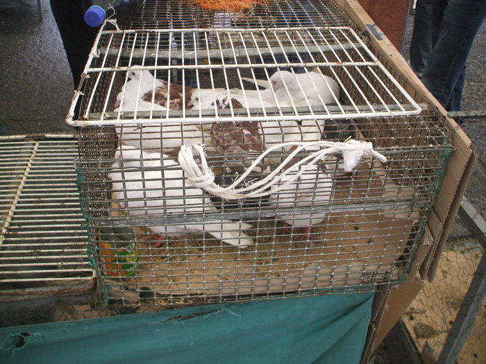 DSCF6016 - Piata de porumbei pasari de curte si animale mici - Galati la 13 aprilie 2014