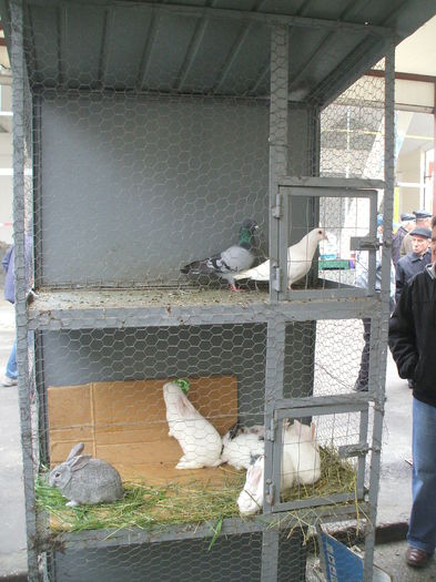 DSCF6017 - Piata de porumbei pasari de curte si animale mici - Galati la 13 aprilie 2014