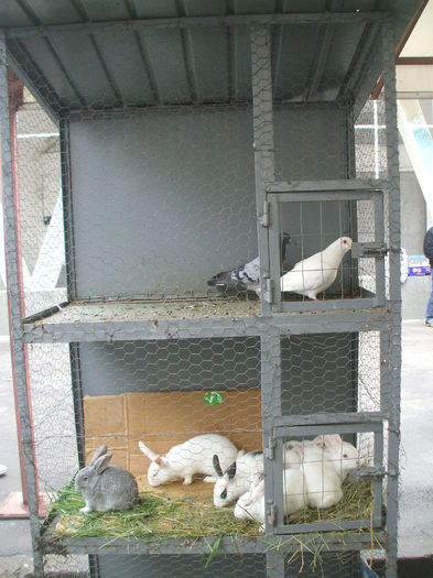 DSCF6018 - Piata de porumbei pasari de curte si animale mici - Galati la 13 aprilie 2014