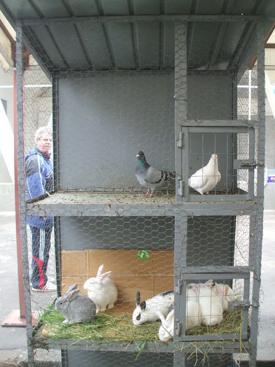 DSCF6019 - Piata de porumbei pasari de curte si animale mici - Galati la 13 aprilie 2014