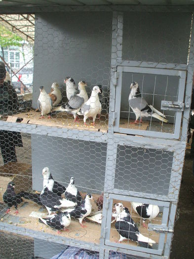 DSCF6020 - Piata de porumbei pasari de curte si animale mici - Galati la 13 aprilie 2014